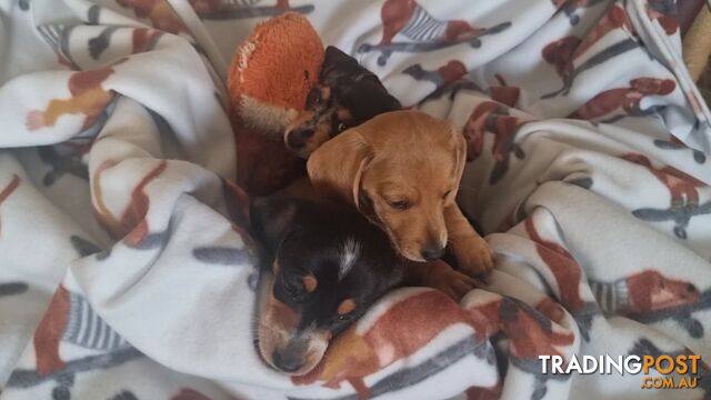 Miniature Dachshund pups