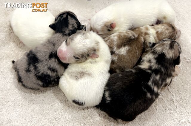 Purebred merle Pomeranian puppies