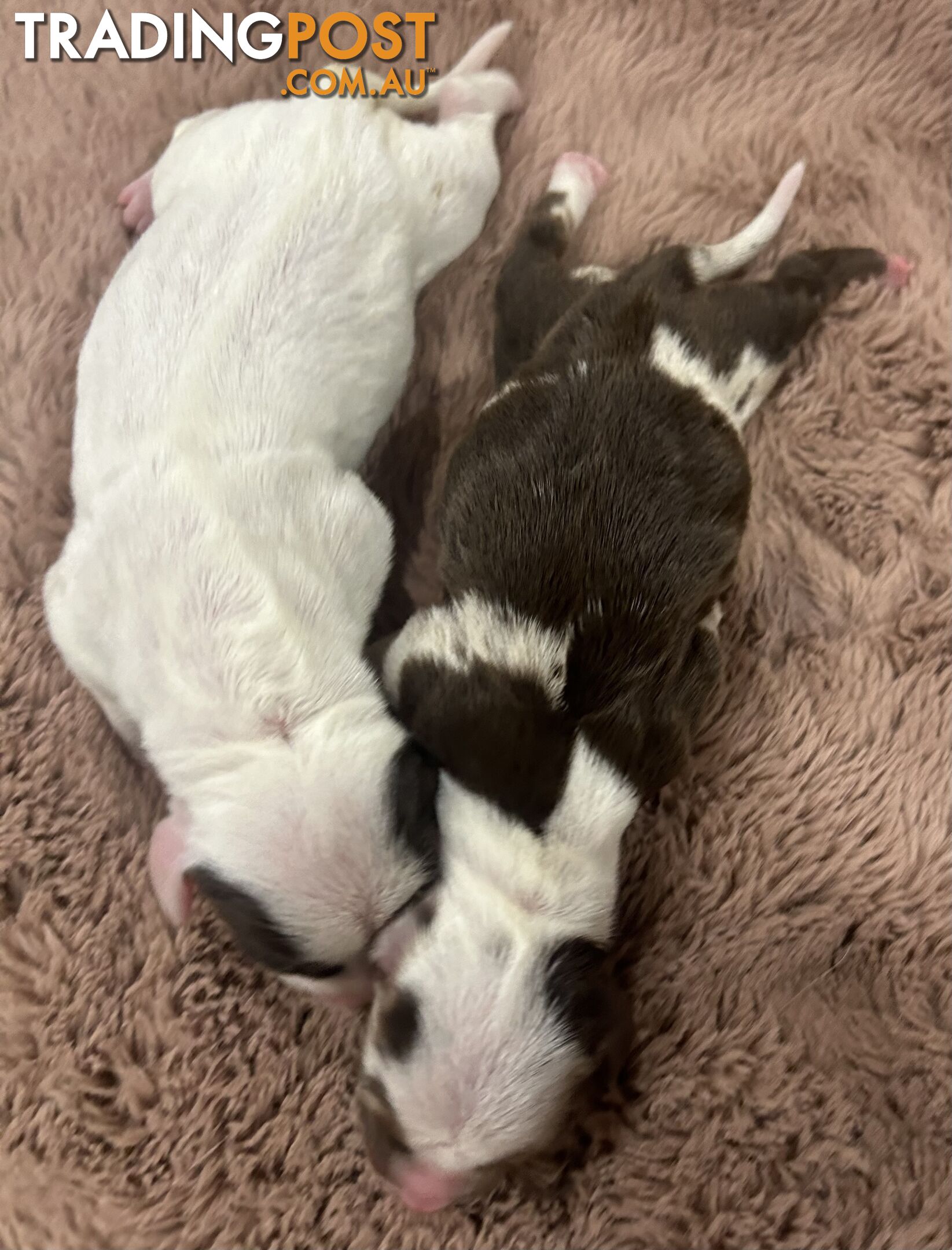 Purebred miniature dachshund pups