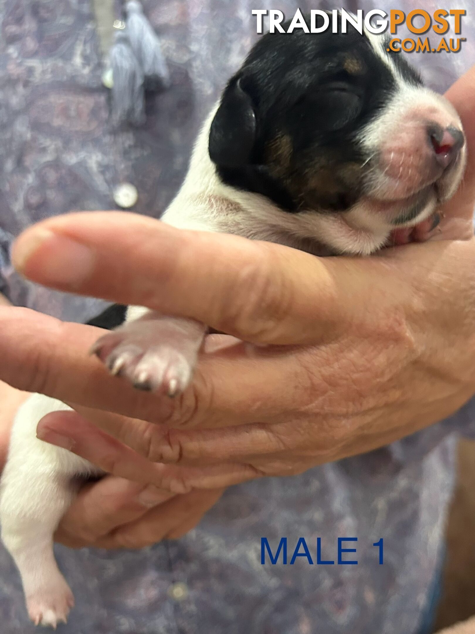 Purebred miniature dachshund pups