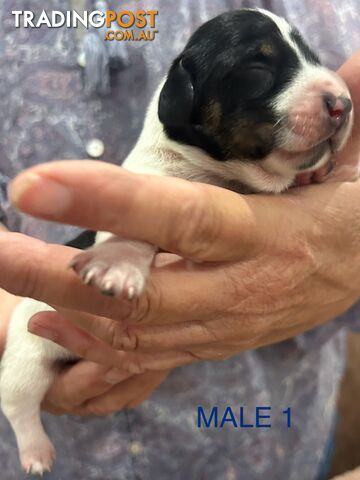 Purebred miniature dachshund pups