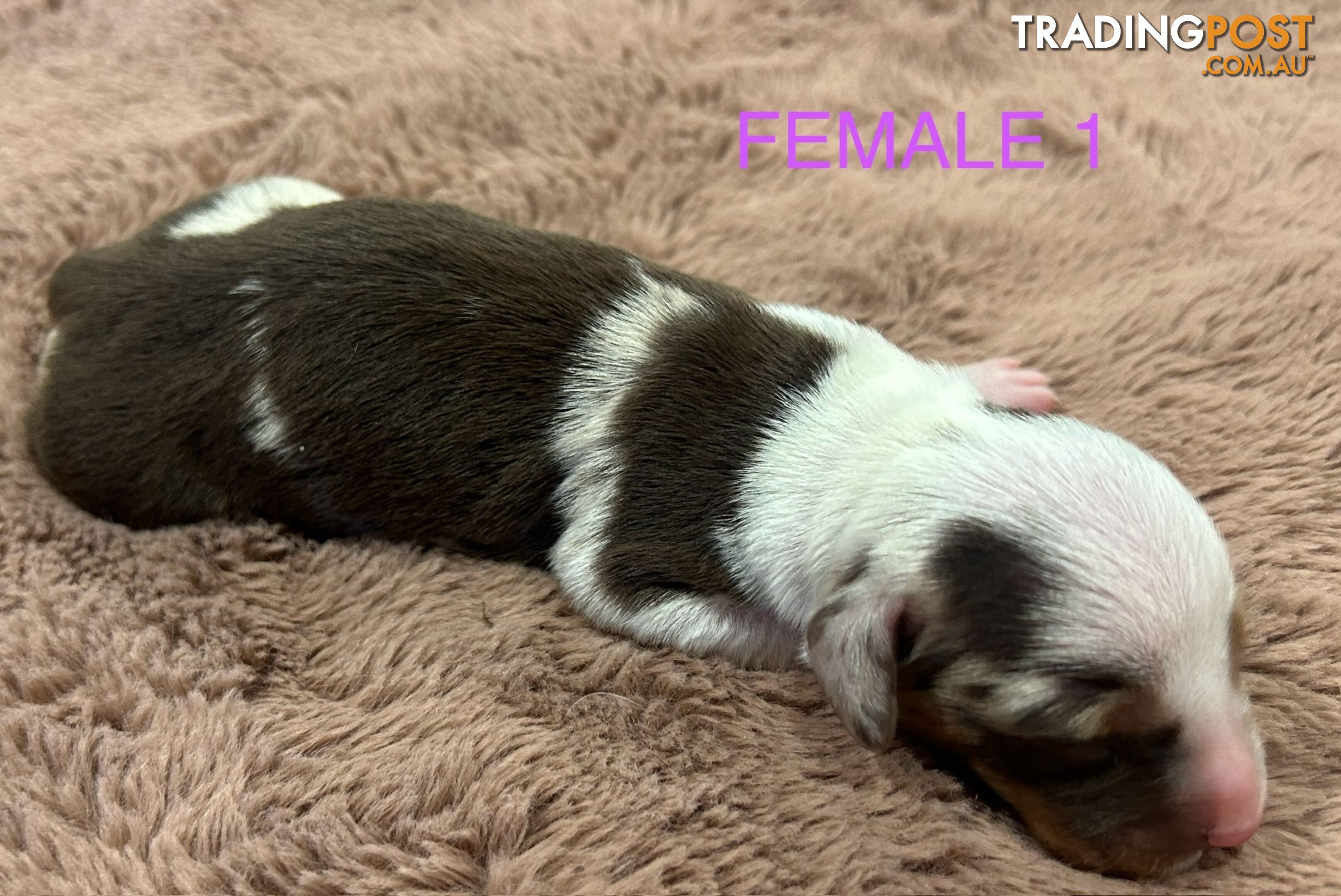 Purebred miniature dachshund pups