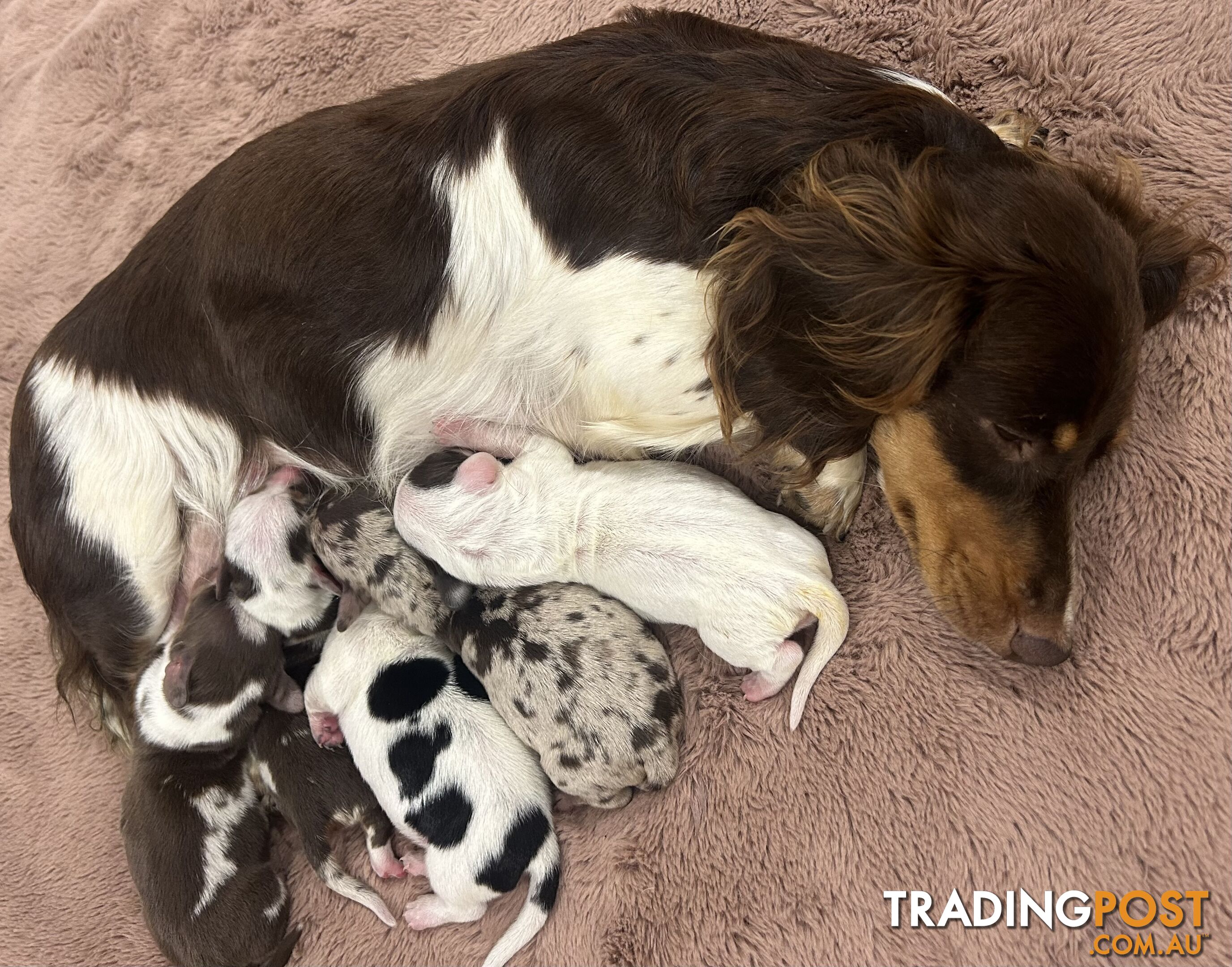 Purebred miniature dachshund pups