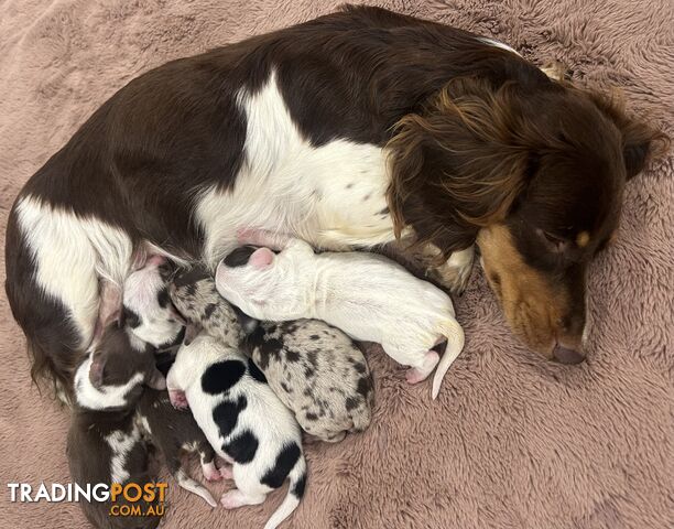 Purebred miniature dachshund pups