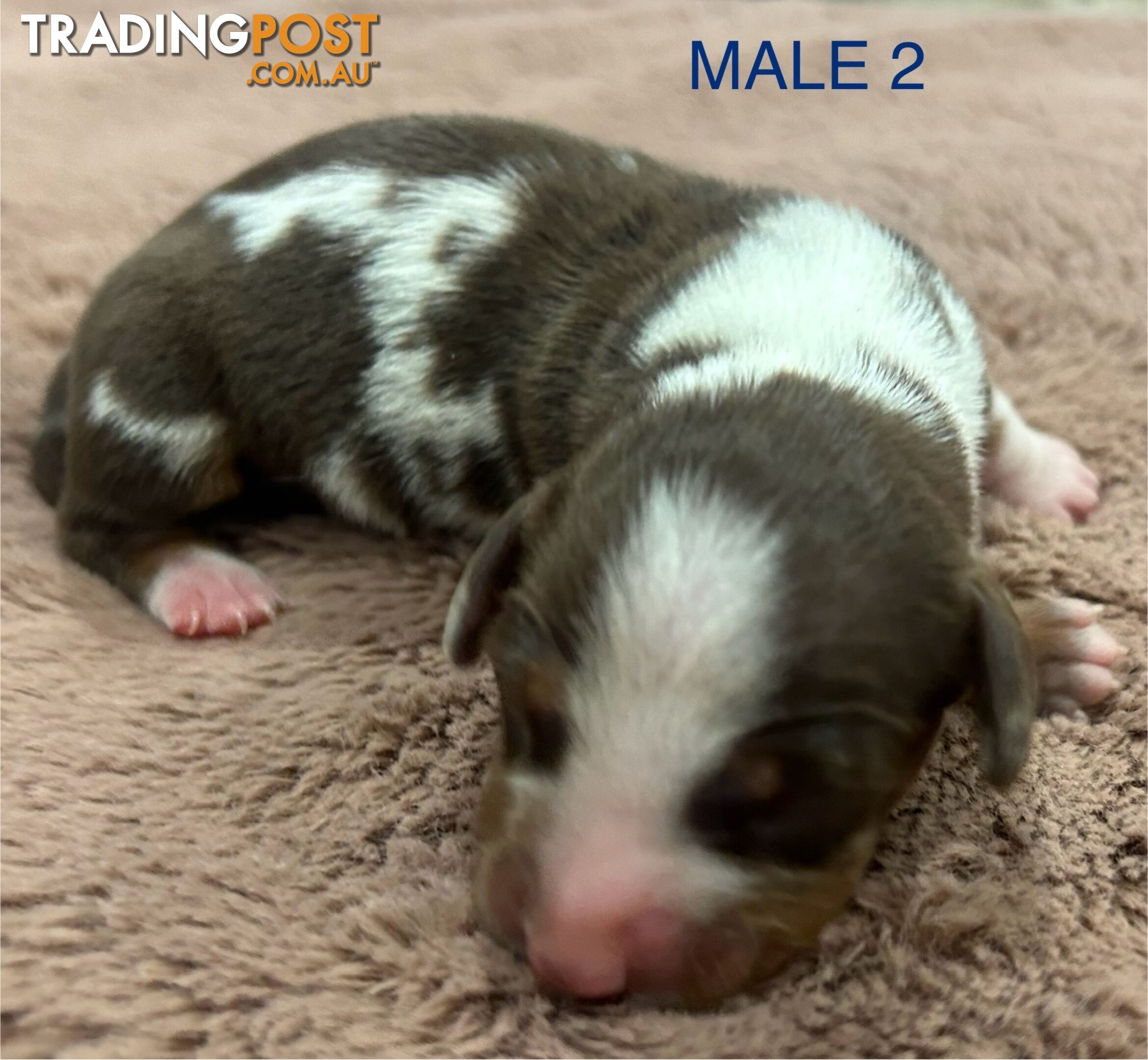 Purebred miniature dachshund pups