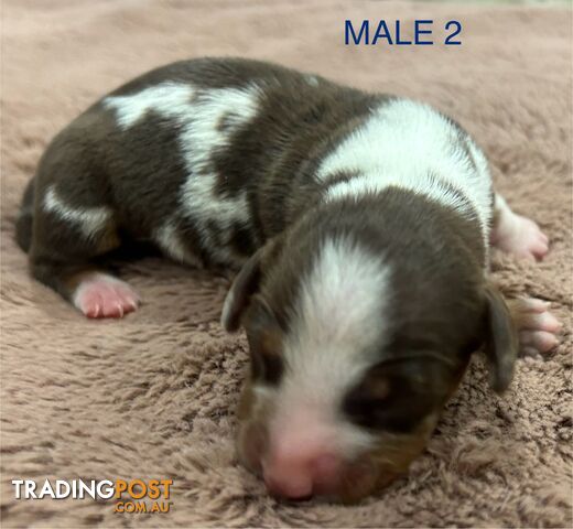 Purebred miniature dachshund pups