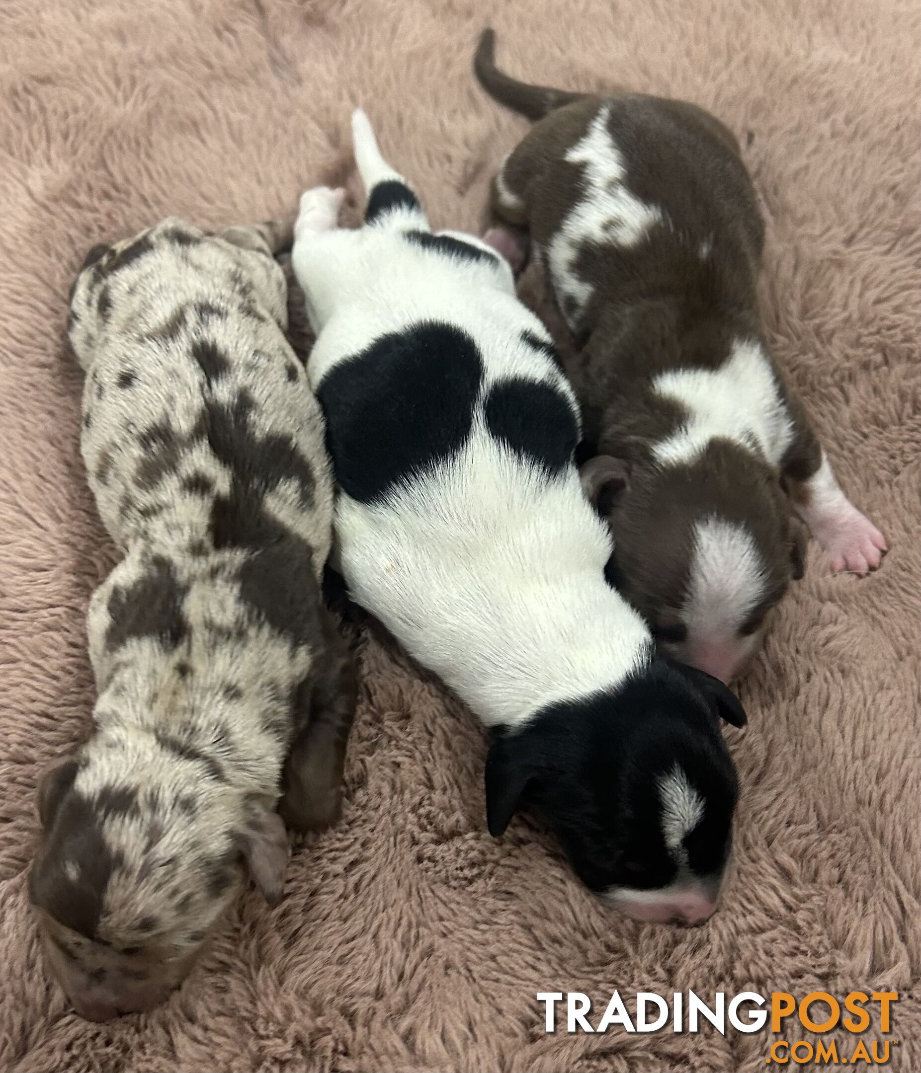 Purebred miniature dachshund pups