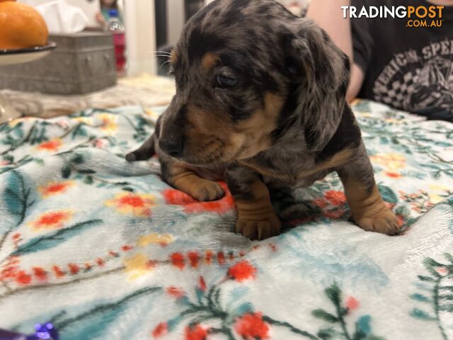 Purebred miniature dachshund puppies