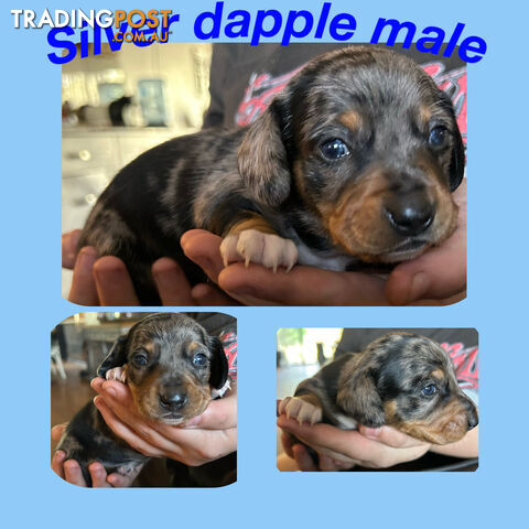 Purebred miniature dachshund puppies