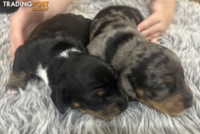 Purebred miniature dachshund puppies