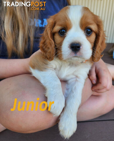 Cavalier King Charles Spaniel Puppies - ready 8 Feb