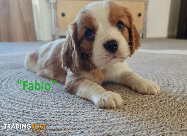 Cavalier King Charles Spaniel Puppies - ready 8 Feb