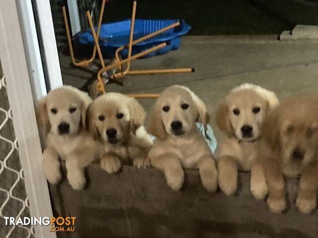 Pure Golden Retriever Puppies for sale