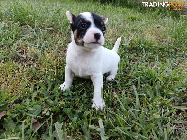 Taco terriers (chihuahua X mini foxy)