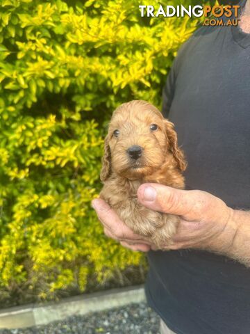 Stunning Spoodle Puppies - English cocker spaniel x mini Poodle