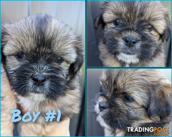 Maltese x Shih-Tzu Puppies