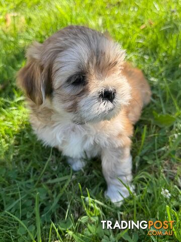 Maltese x Shih-Tzu Puppies