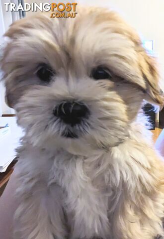 Maltese x Shih-Tzu Puppy