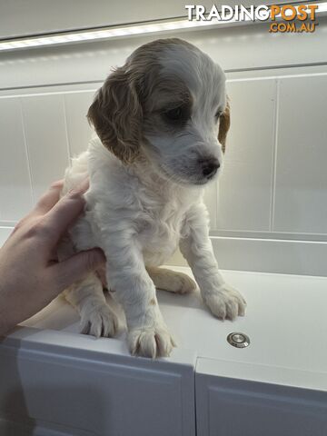 Beautiful Spoodle Puppies