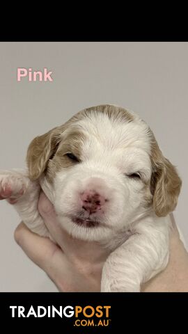 Beautiful Spoodle Puppies – $2,500
