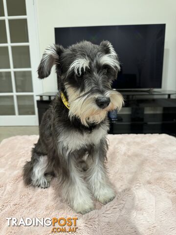 Pure Bred Miniature Schnauzers for Sale