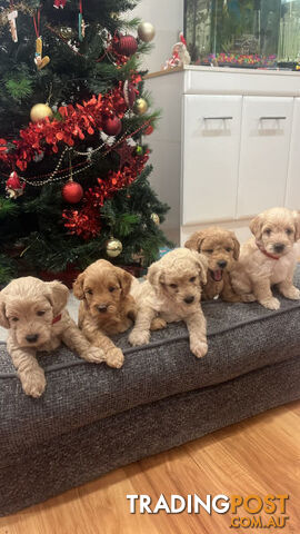 Beautiful Toy Cavoodle Puppies