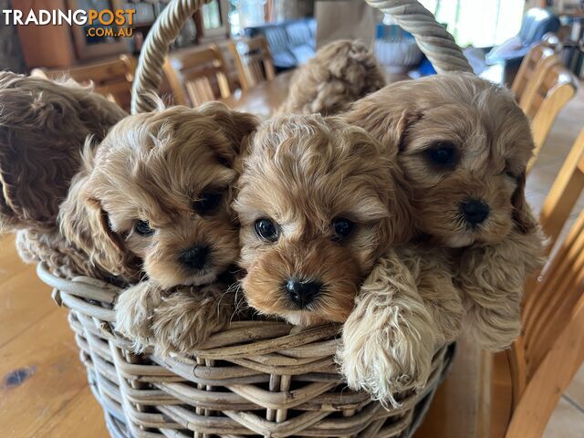 Cuddly Cavoodles