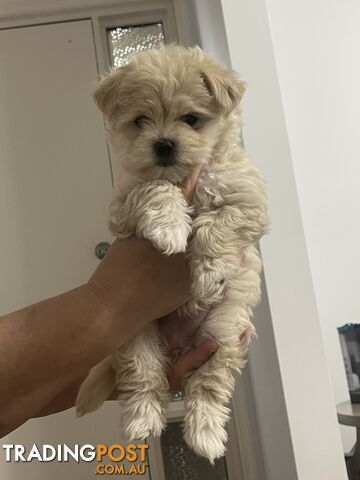 Maltese puppy for sale