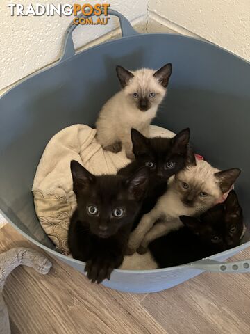 Siamese kittens for sale