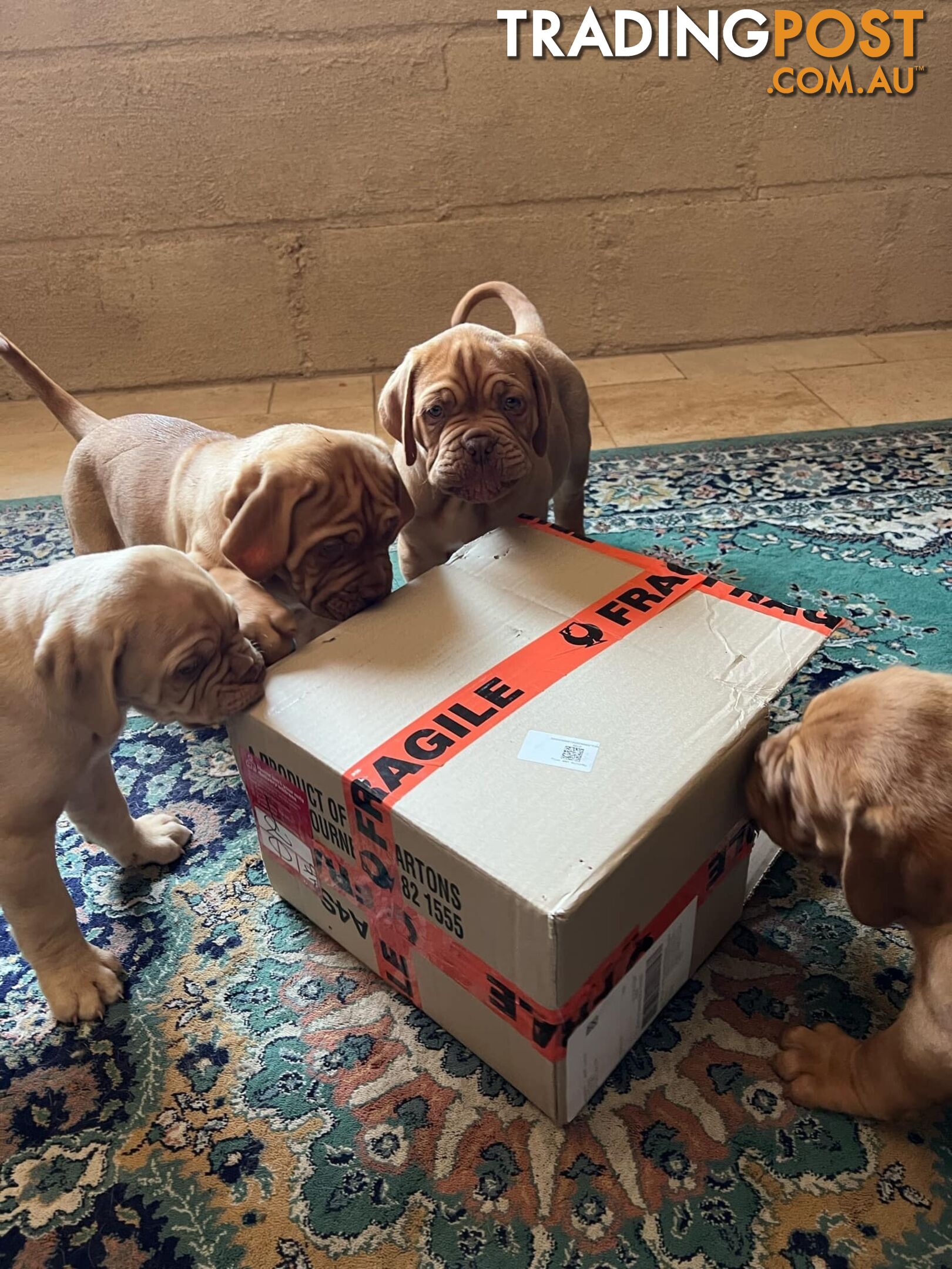 Dogue De Bordeaux Purebred puppies