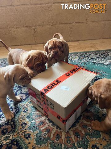 Dogue De Bordeaux Purebred puppies