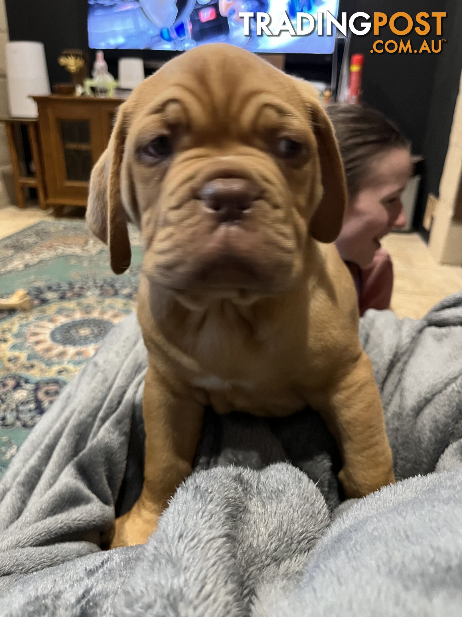 Dogue De Bordeaux Purebred puppies