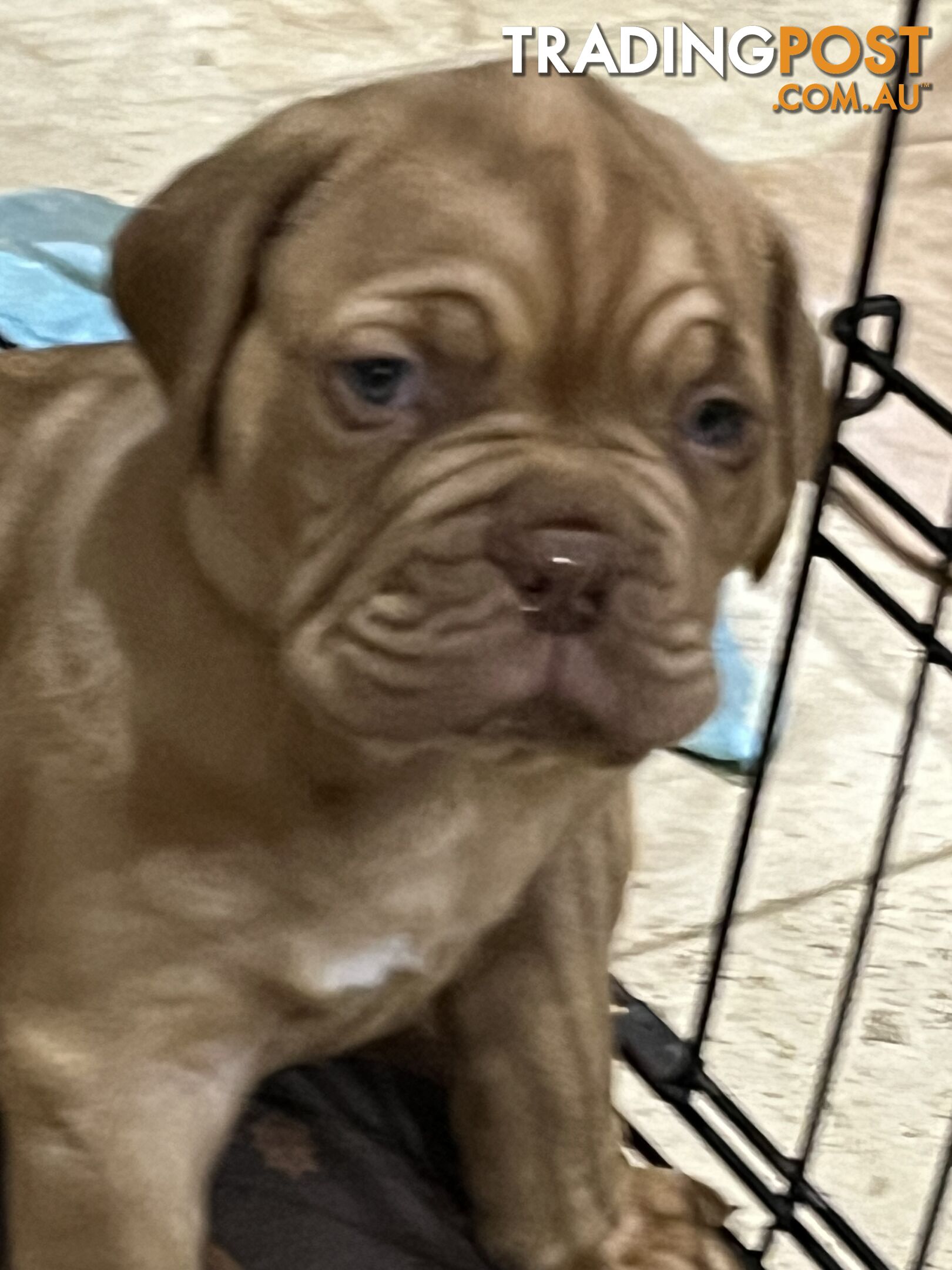 Dogue De Bordeaux Purebred puppies