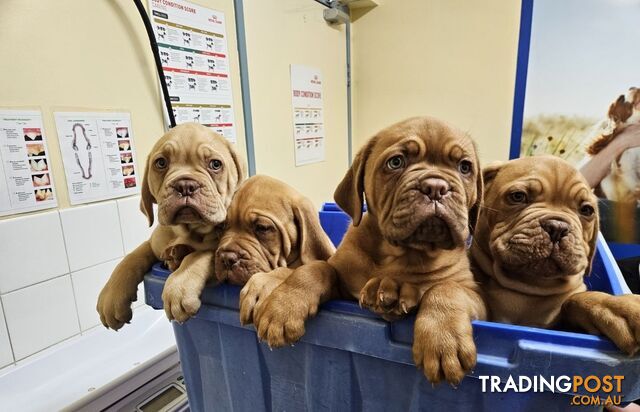 Dogue De Bordeaux Purebred puppies