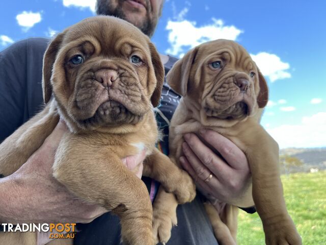 Dogue De Bordeaux Purebred puppies