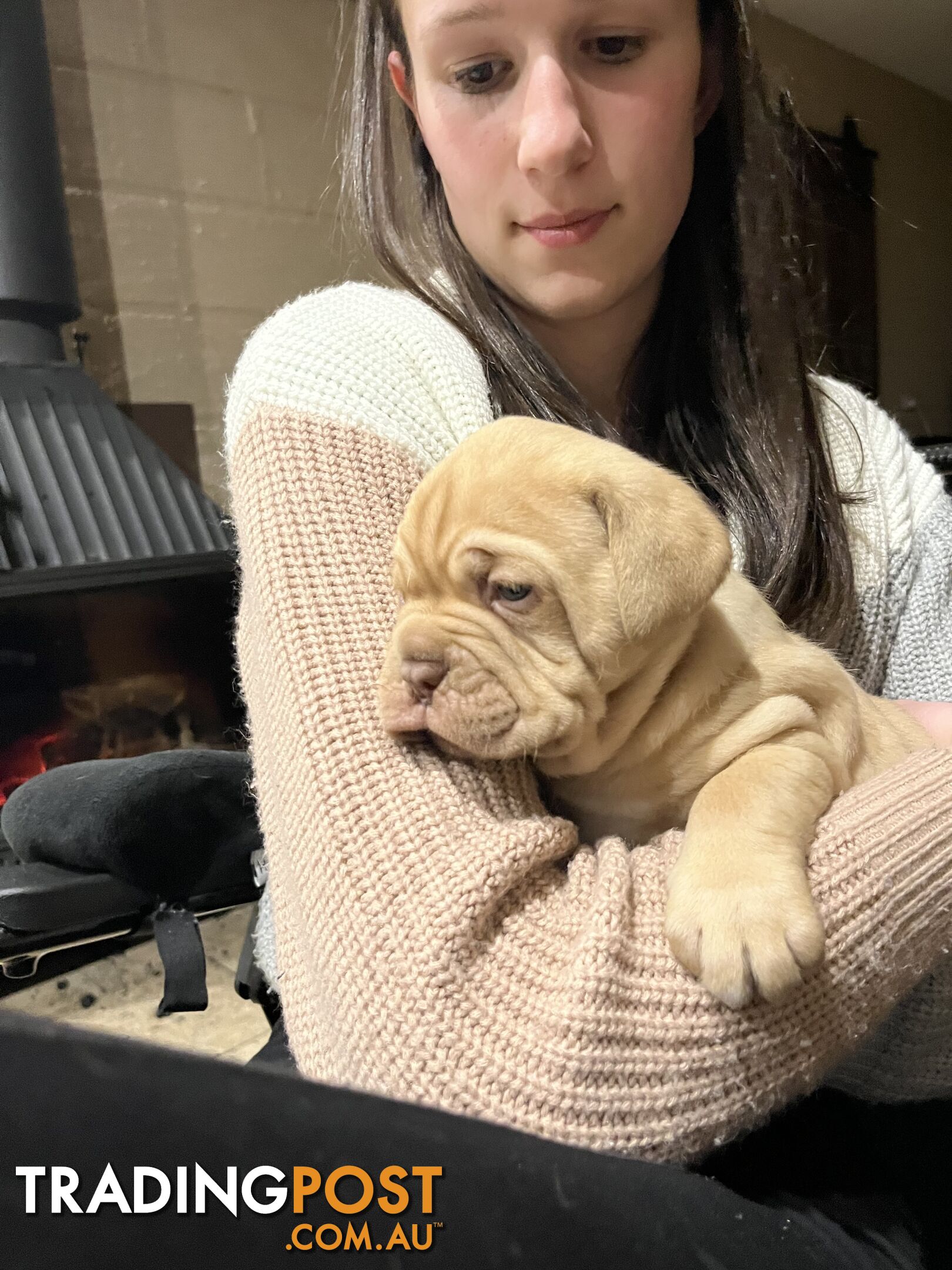 Dogue De Bordeaux Purebred puppies