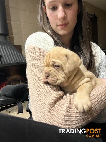 Dogue De Bordeaux Purebred puppies