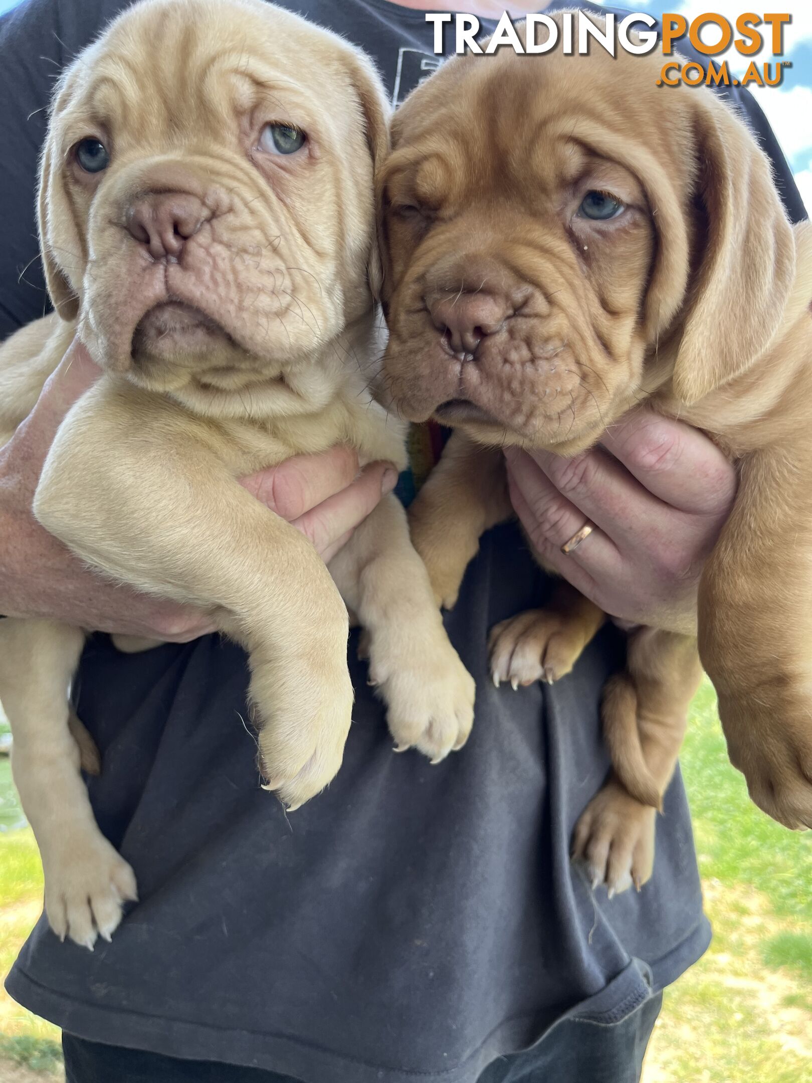 Dogue De Bordeaux Purebred puppies