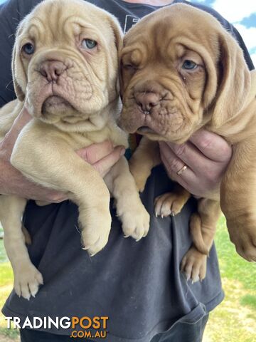 Dogue De Bordeaux Purebred puppies