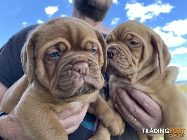 Dogue De Bordeaux Purebred puppies