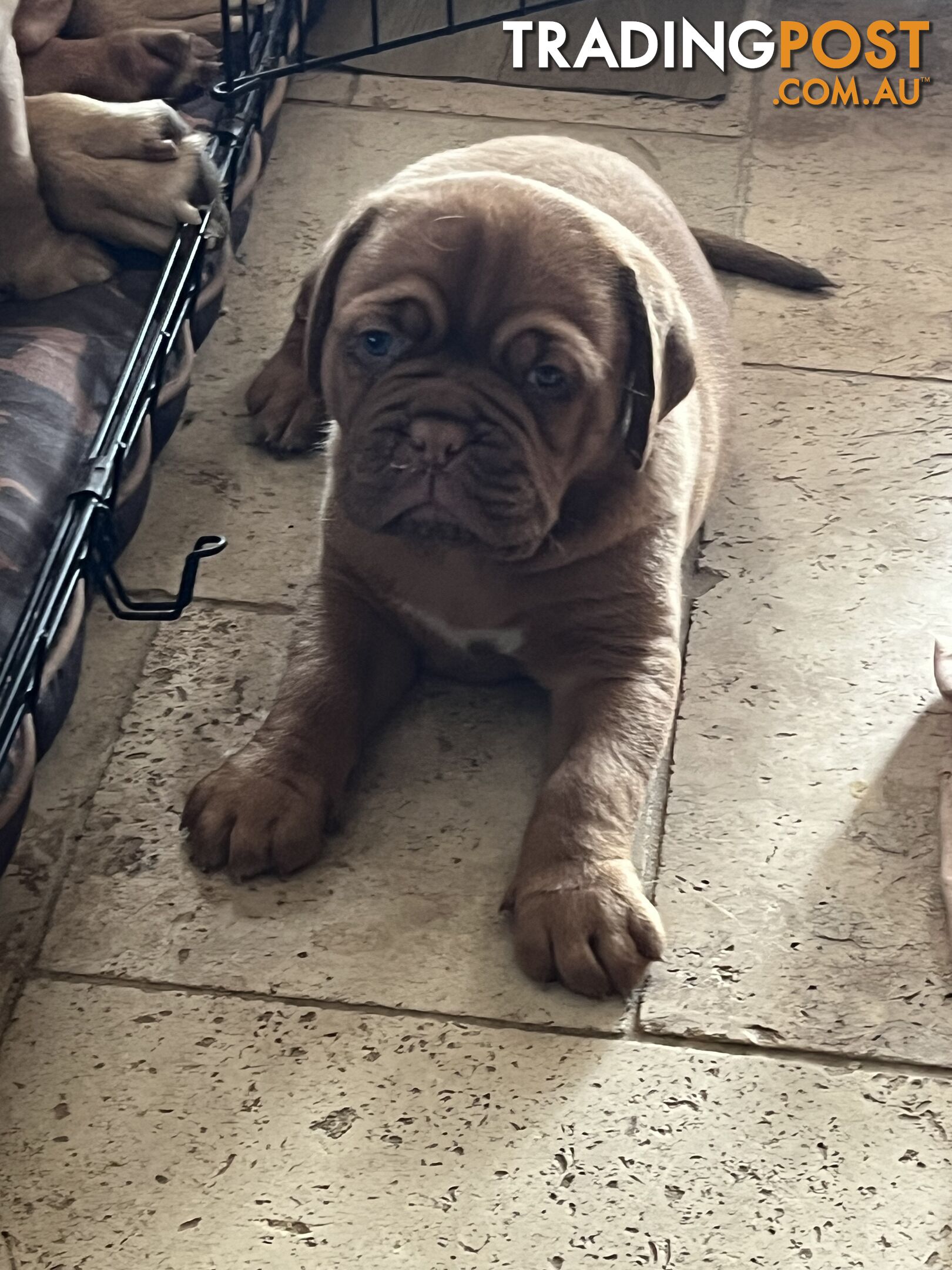 Dogue De Bordeaux Purebred puppies