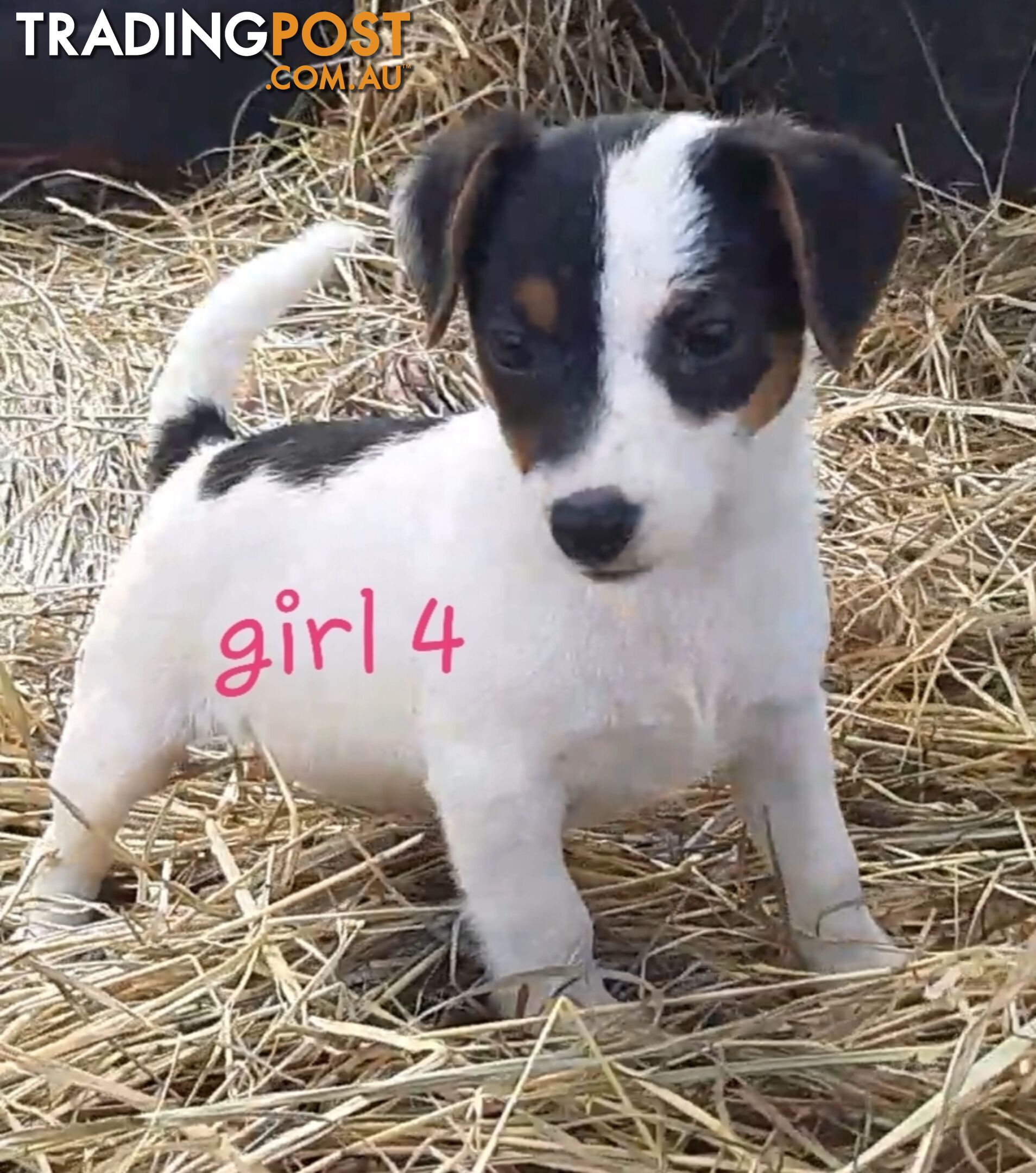 Tri- colour JACK RUSSELL PUPS!