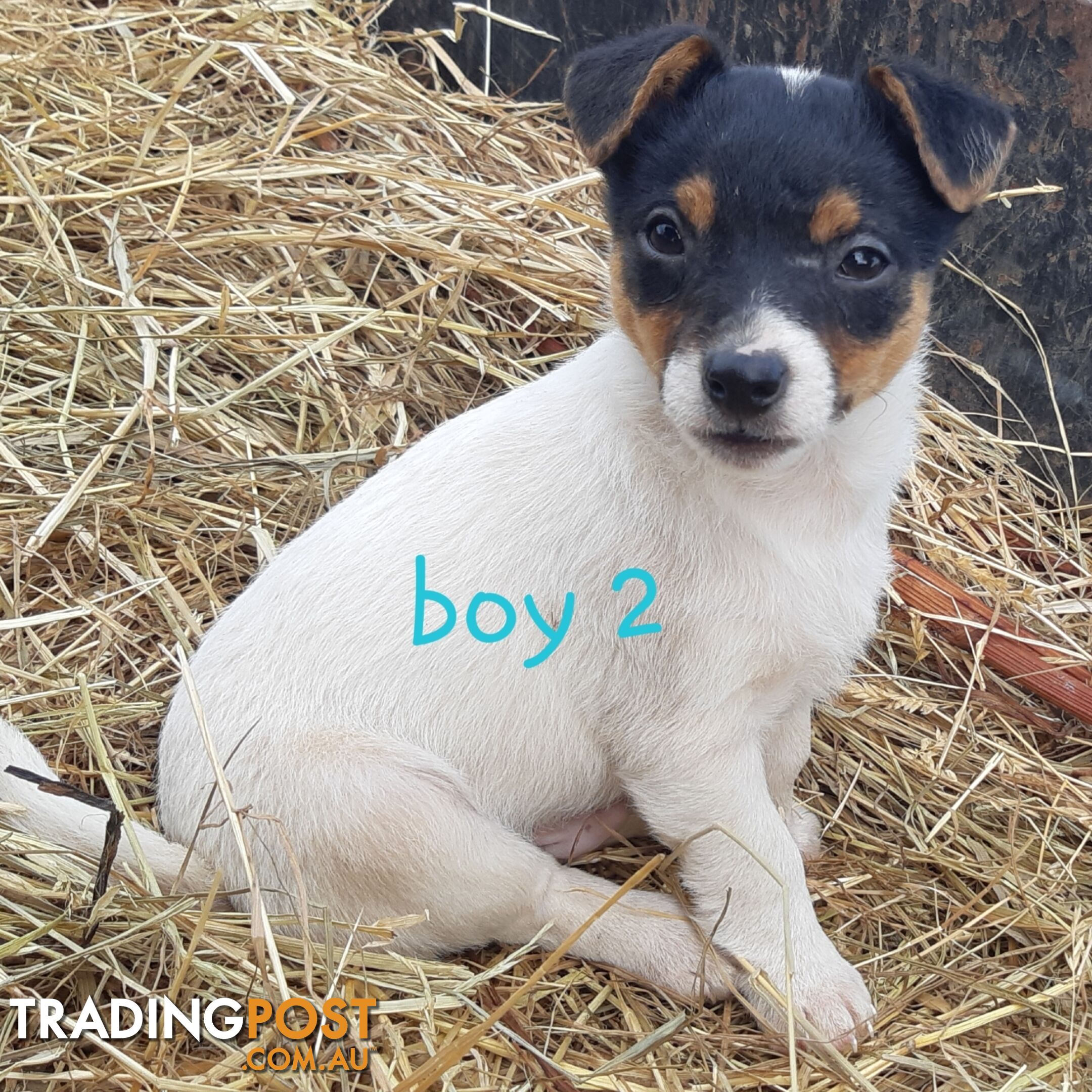 Tri- colour JACK RUSSELL PUPS!