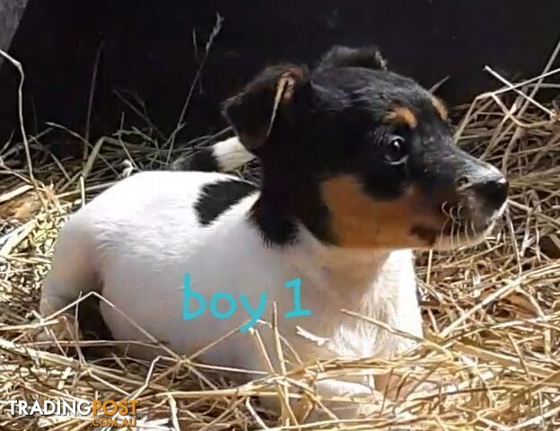 Tri- colour JACK RUSSELL PUPS!