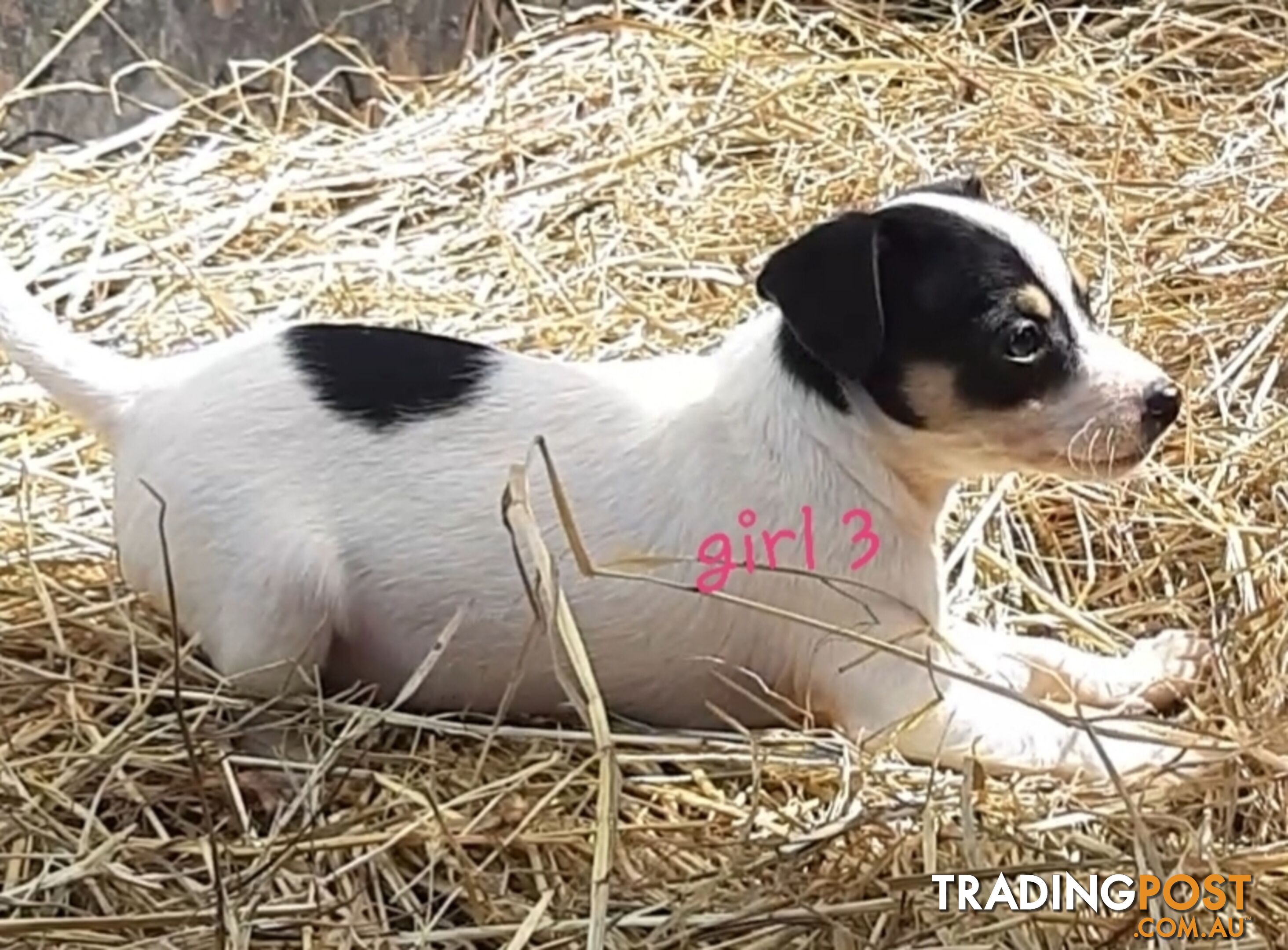 Tri- colour JACK RUSSELL PUPS!