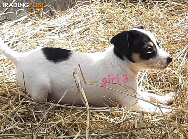 Tri- colour JACK RUSSELL PUPS!