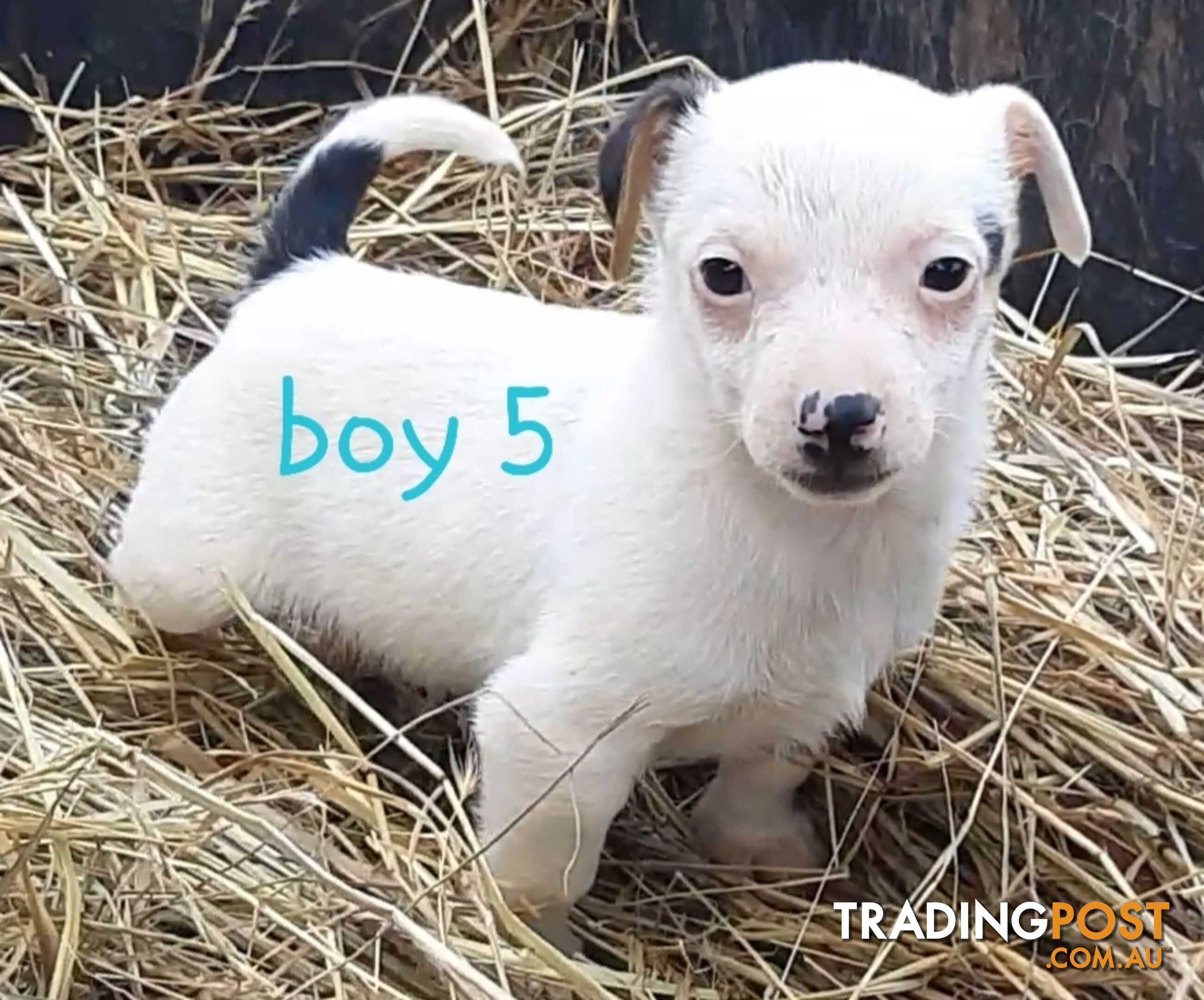 Tri- colour JACK RUSSELL PUPS!