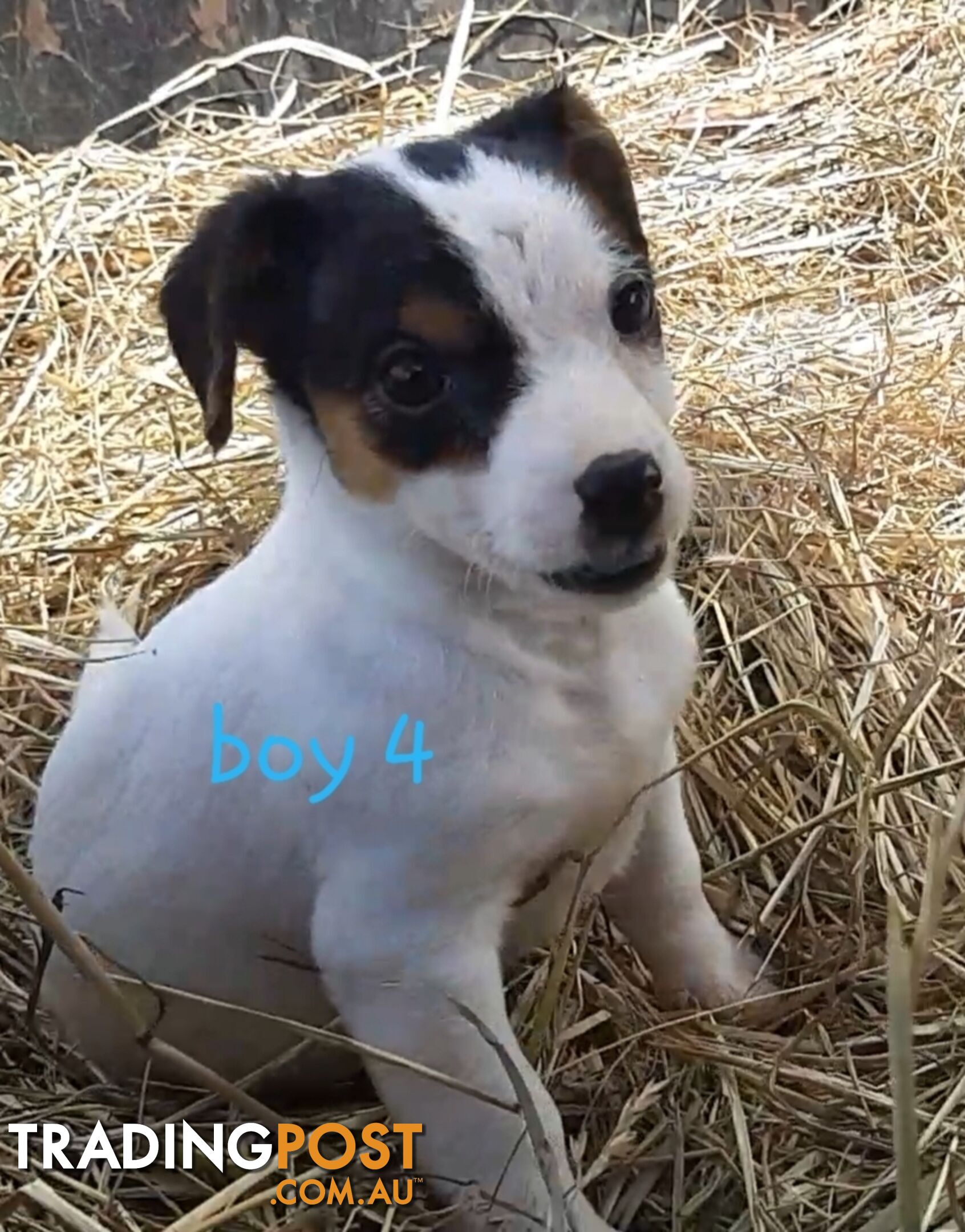 Tri- colour JACK RUSSELL PUPS!