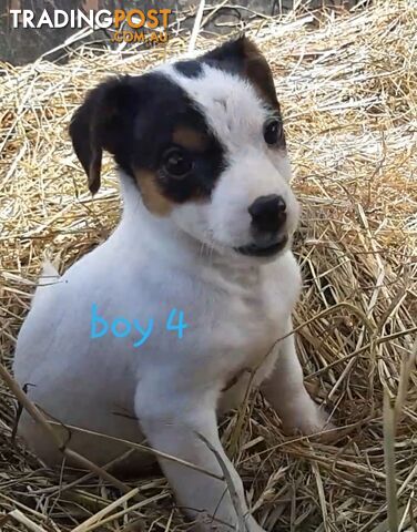 Tri- colour JACK RUSSELL PUPS!