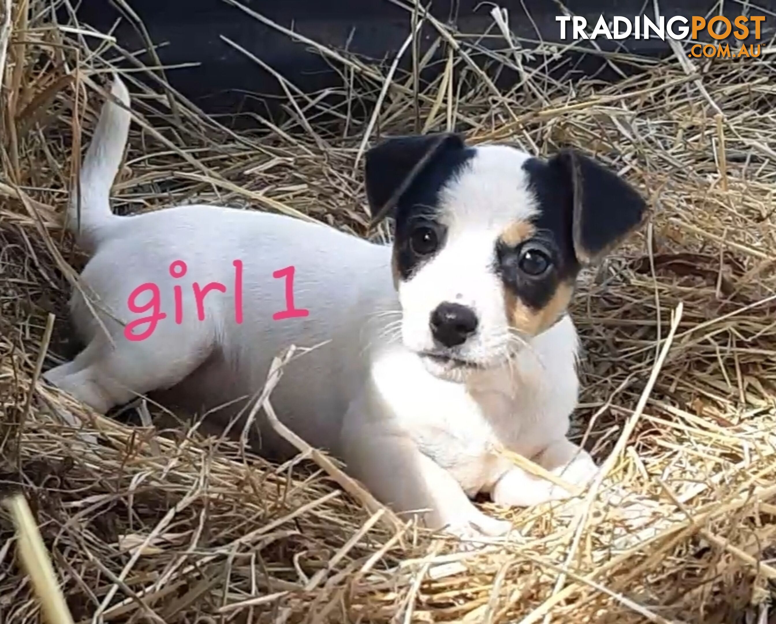 Tri- colour JACK RUSSELL PUPS!